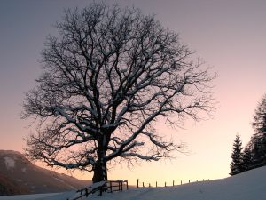 Winter-Baum_(c) Archiv Naturpark Zirbitzkogel-Grebenzen, Mürzl Egon