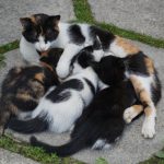 Katzenmama mit Nachwuchs